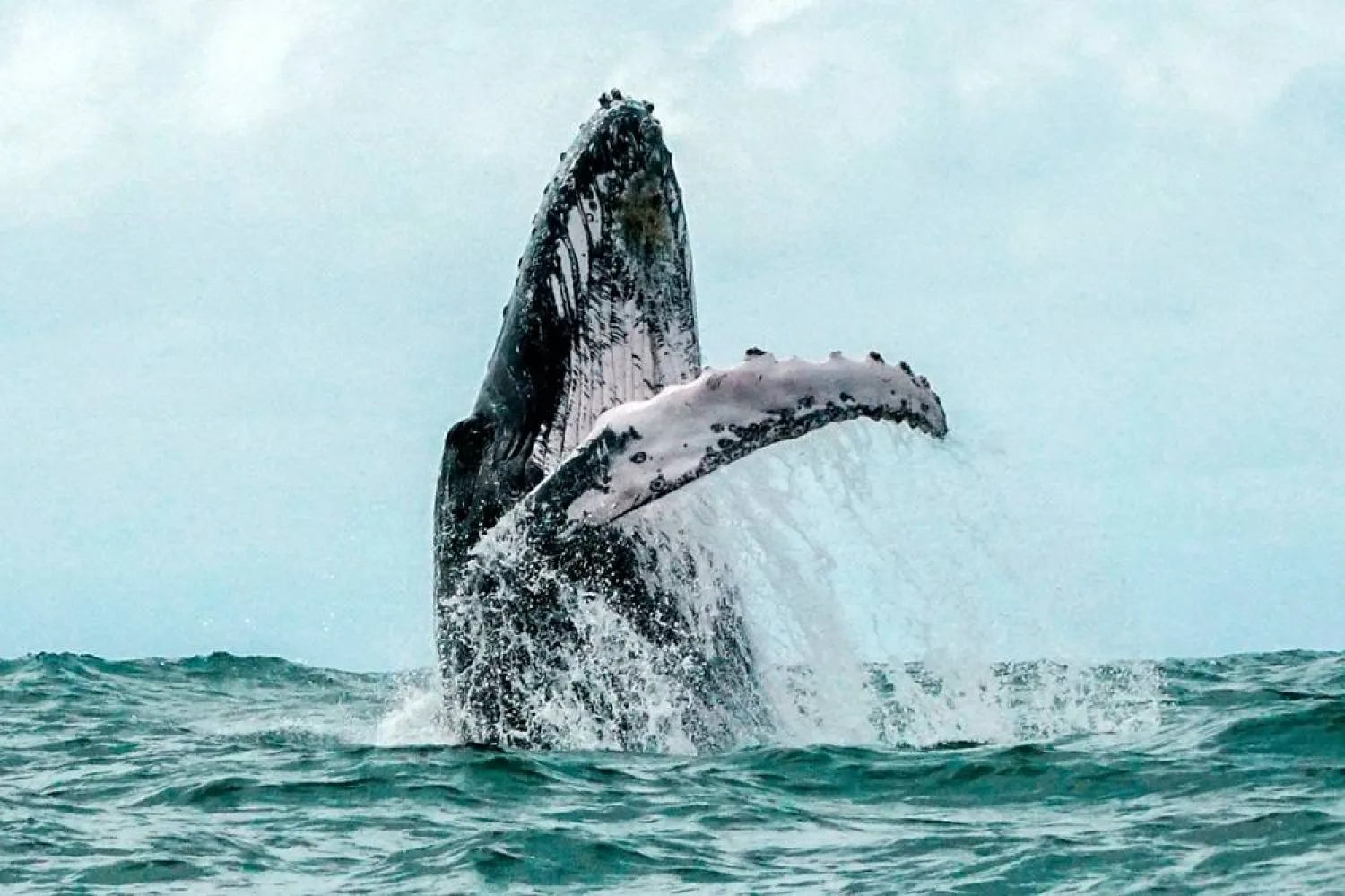 Iceland resumes whale hunt amid protest