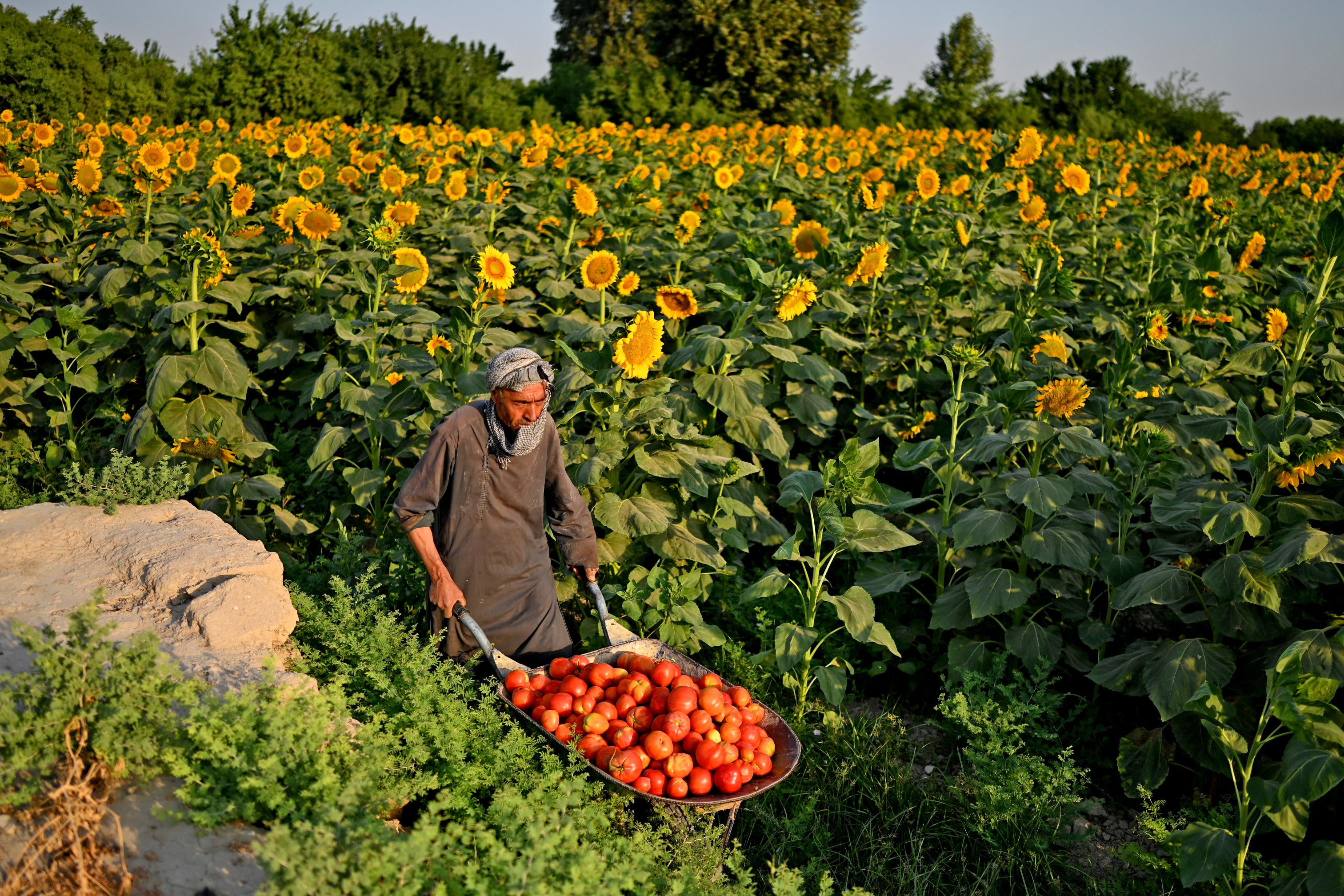 Food prices jump 35% in Afghanistan due to border tensions: report
