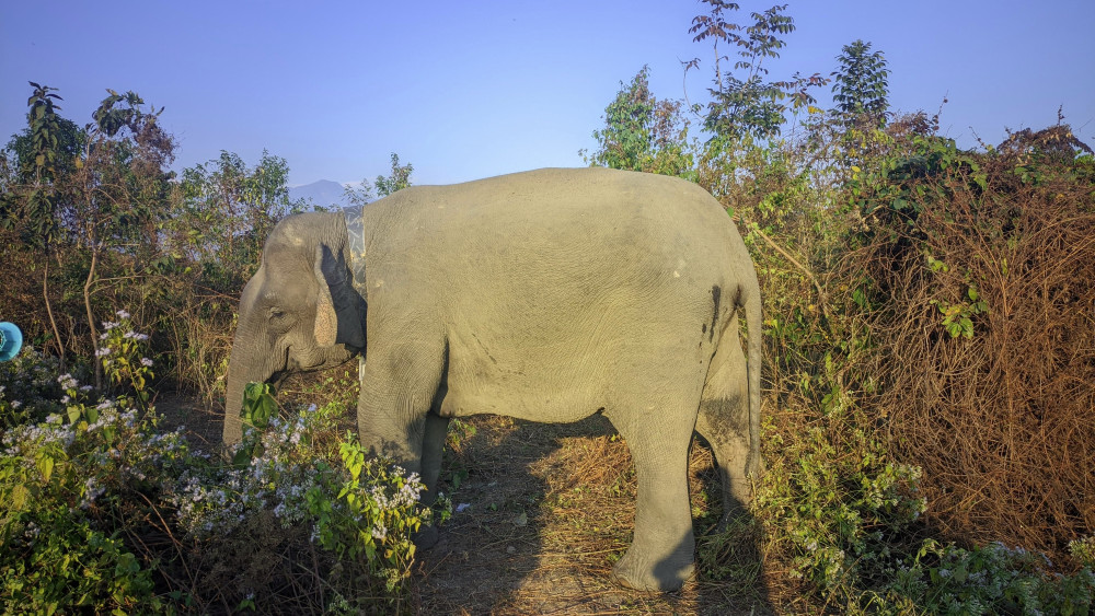 Seven elephants killed in India train accident