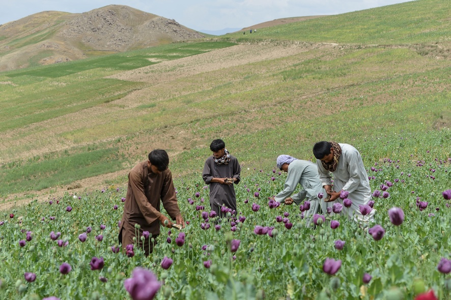 Afghan farmers harvest the sap from poppies in an illegal poppy field in the Argo district of Badakhshan province on June 13, 2025. (AFP)