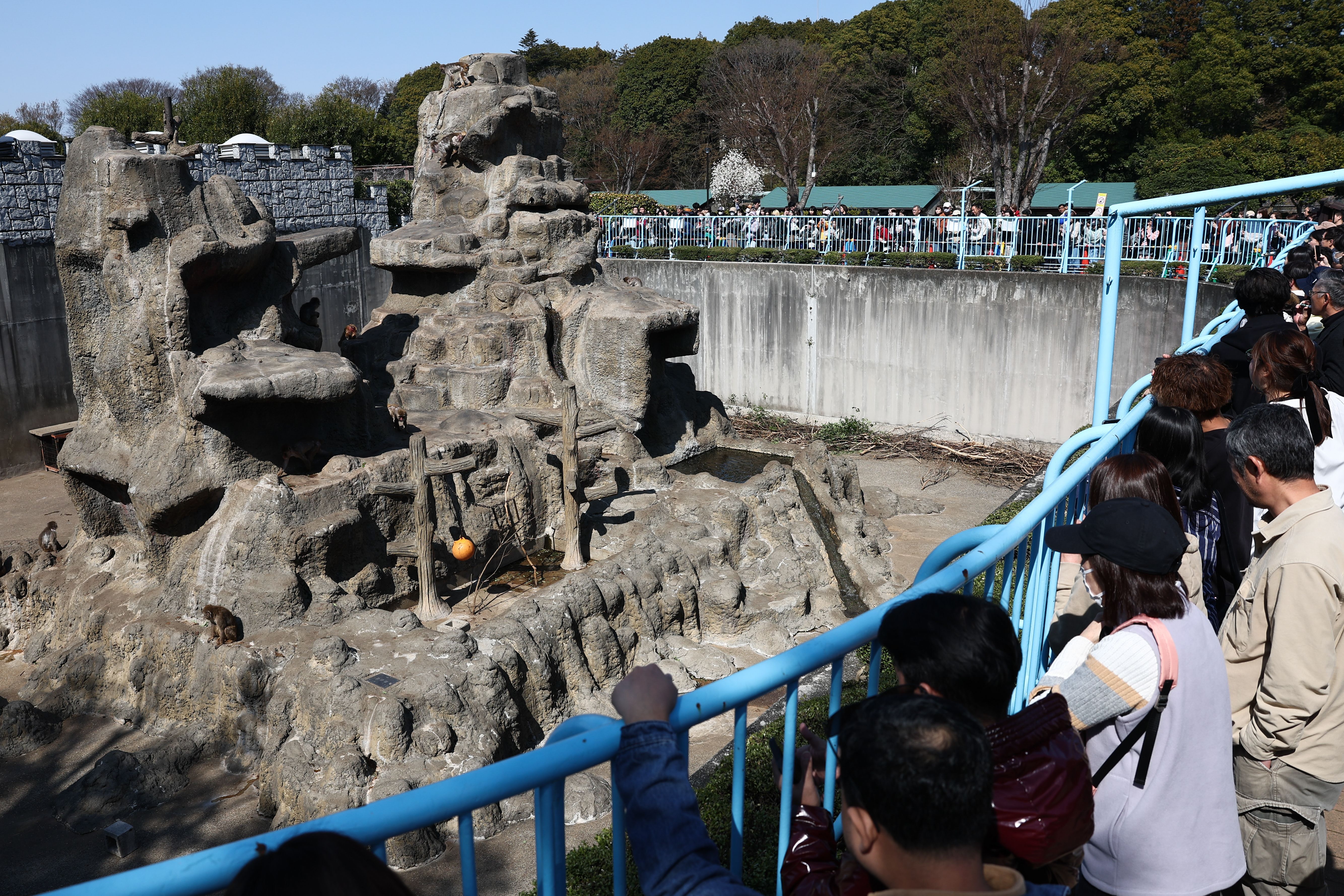 Japan arrests Americans over stunt at baby monkey Punch's zoo