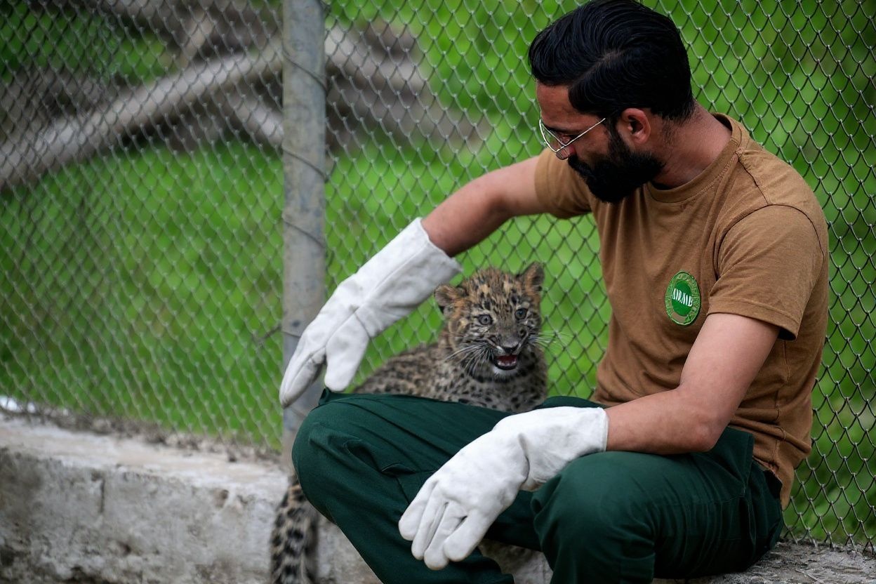 Same spots, new strategy: How Pakistan is fighting to keep its leopards alive
