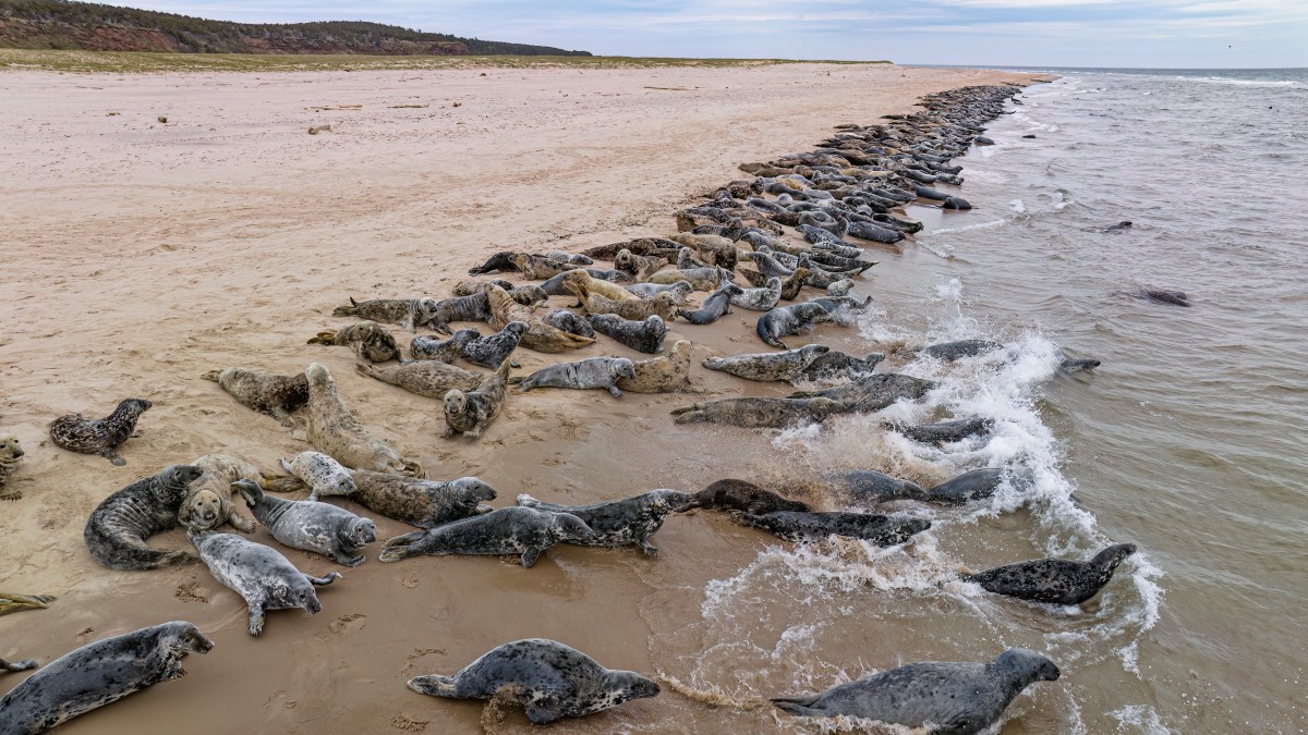 Seals, birds under threat in new 'red list' of endangered species