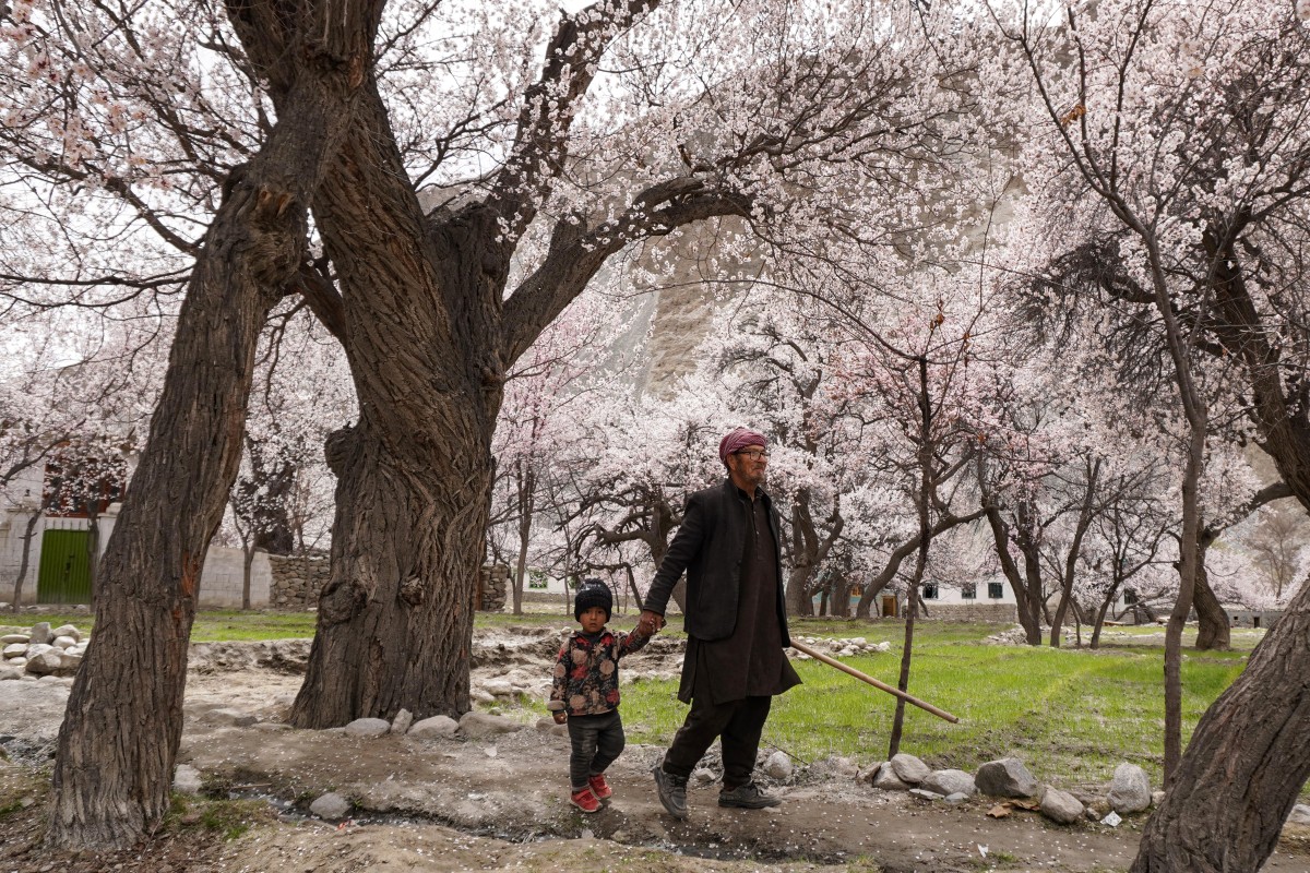 Pakistan's blossom season brings calm in a troubled world