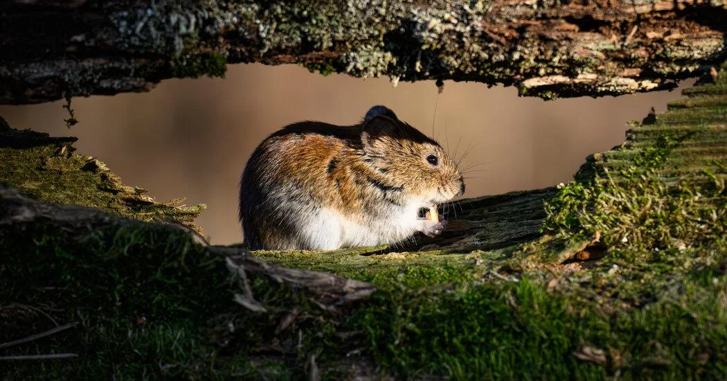 WHO says hantavirus risk low as countries prep repatriation flights