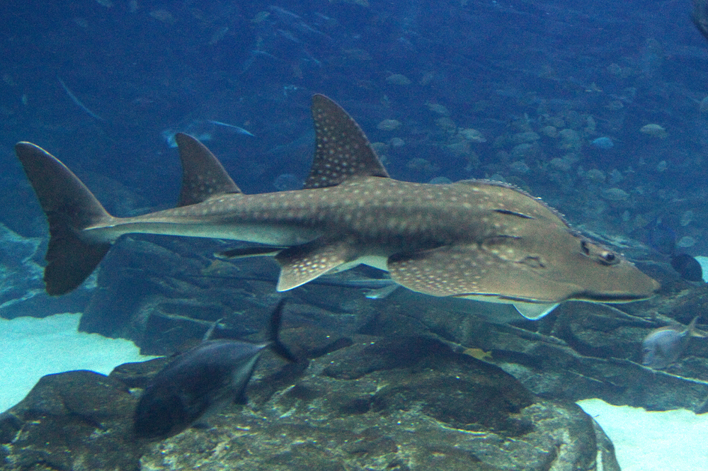 Critically endangered bowhead guitarfish caught near Gwadar coast