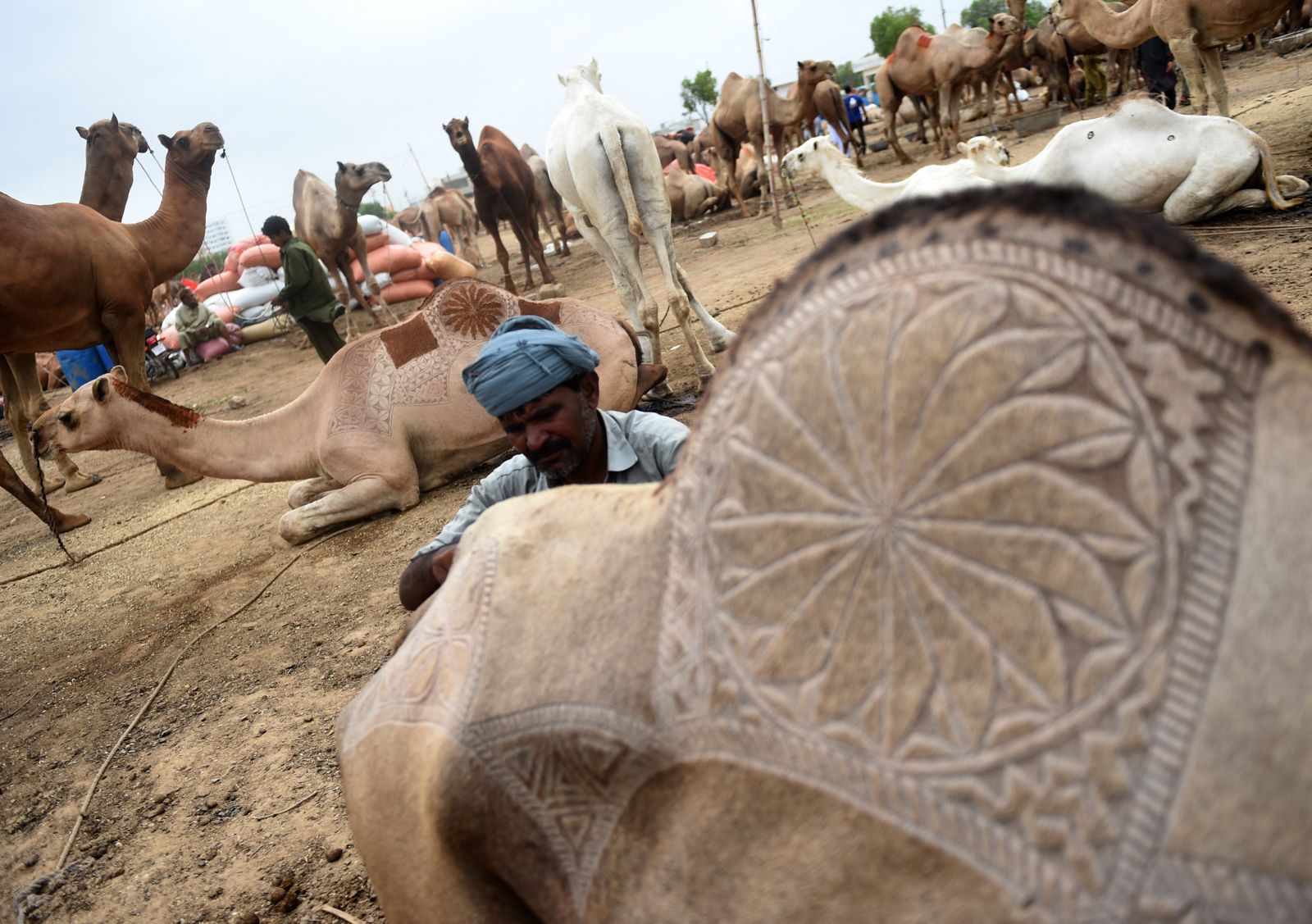 Ancient camel grooming tradition draws crowds at Karachi cattle market