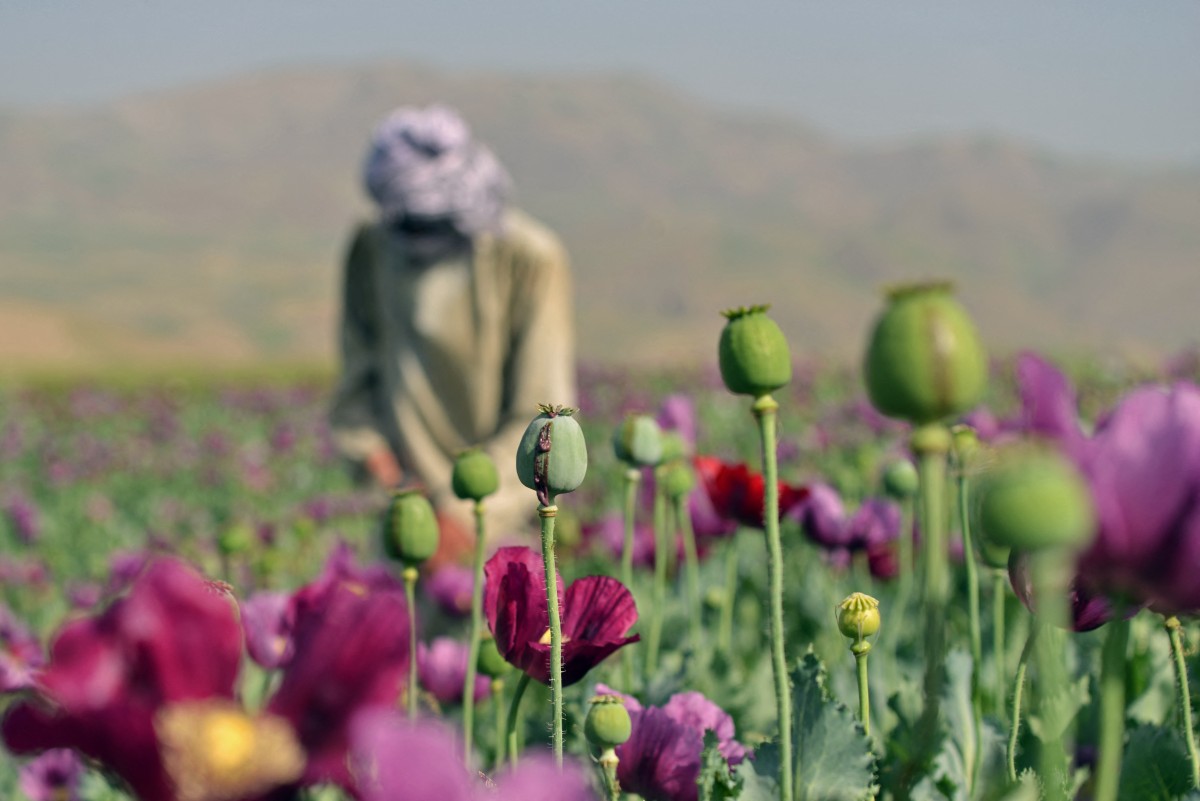 Afghanistan among biggest opium source despite production decline