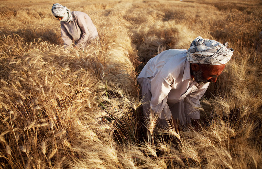 Afghanistan at risk of losing 40% of farmland in worst drought in decades