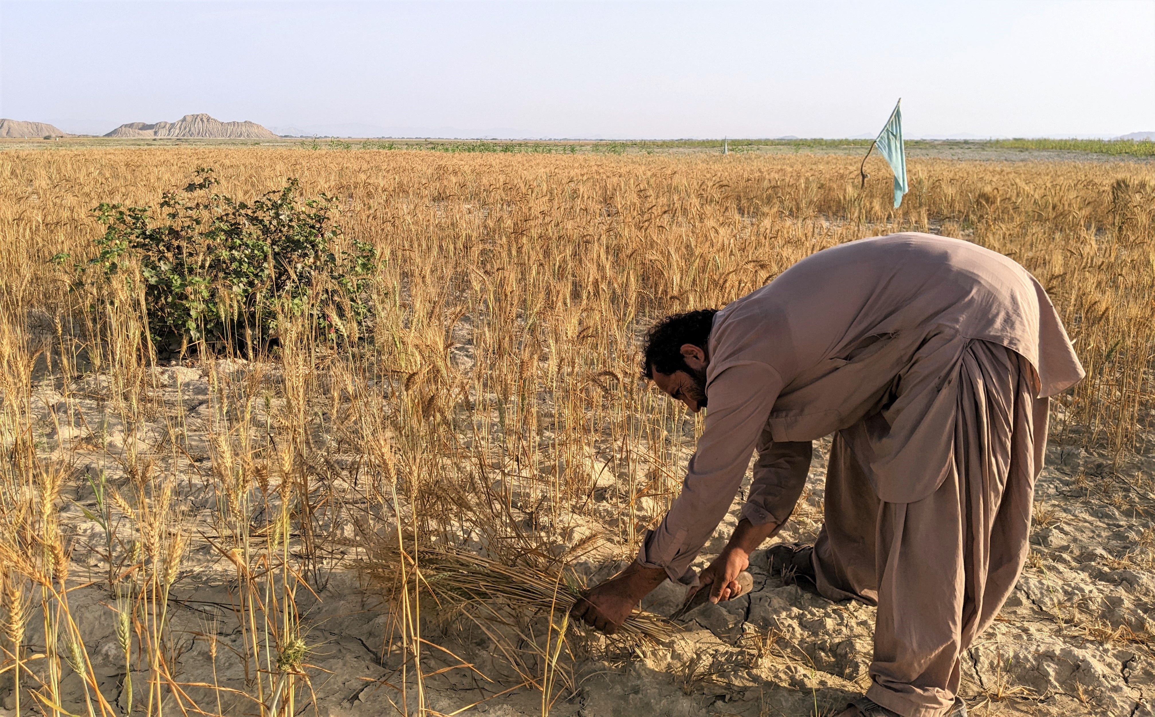 Pakistan President, PM call for stronger food safety measures