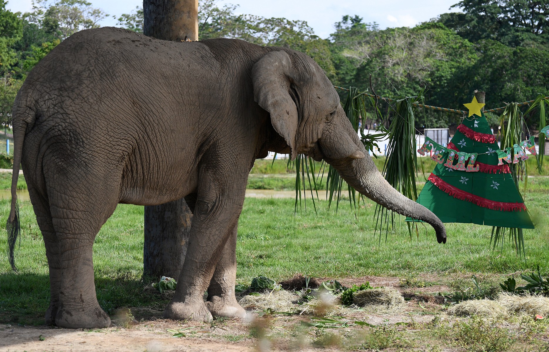 Sri Lanka arrests three men for burning elephant alive