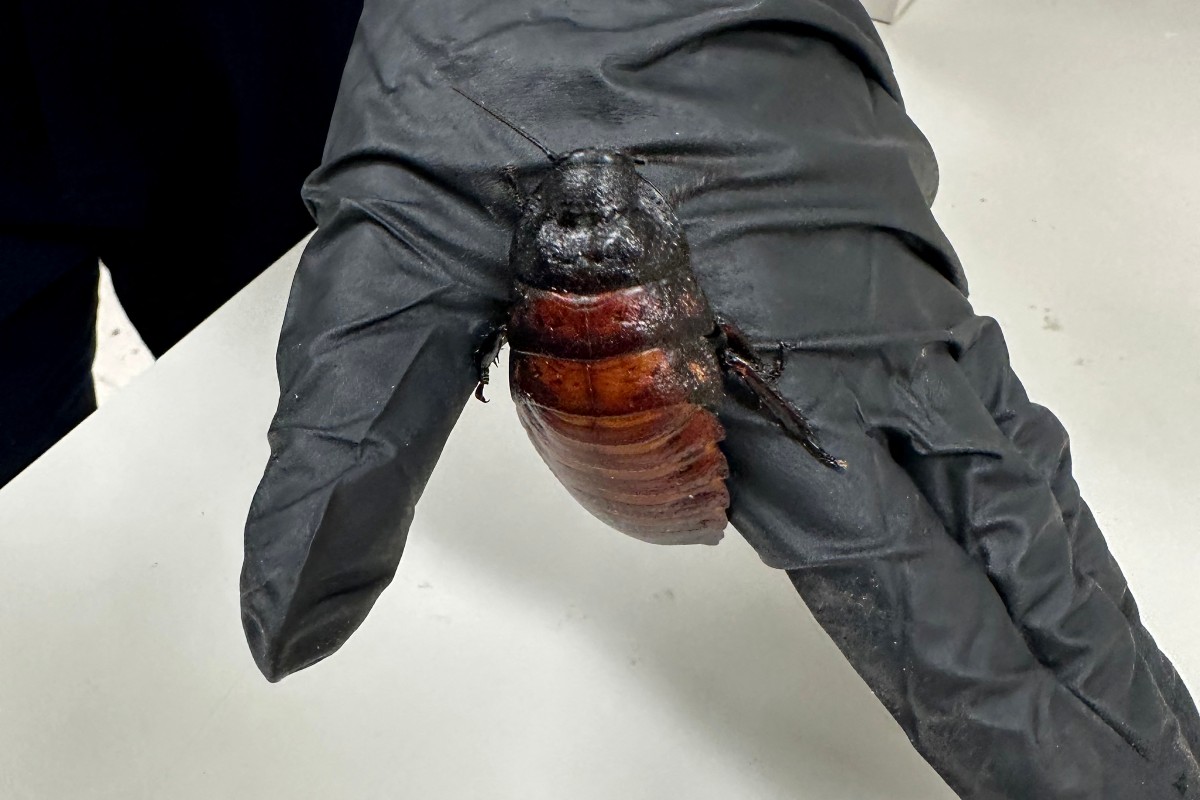 Australia seizes 100,000 cockroaches in bug-breeder bust