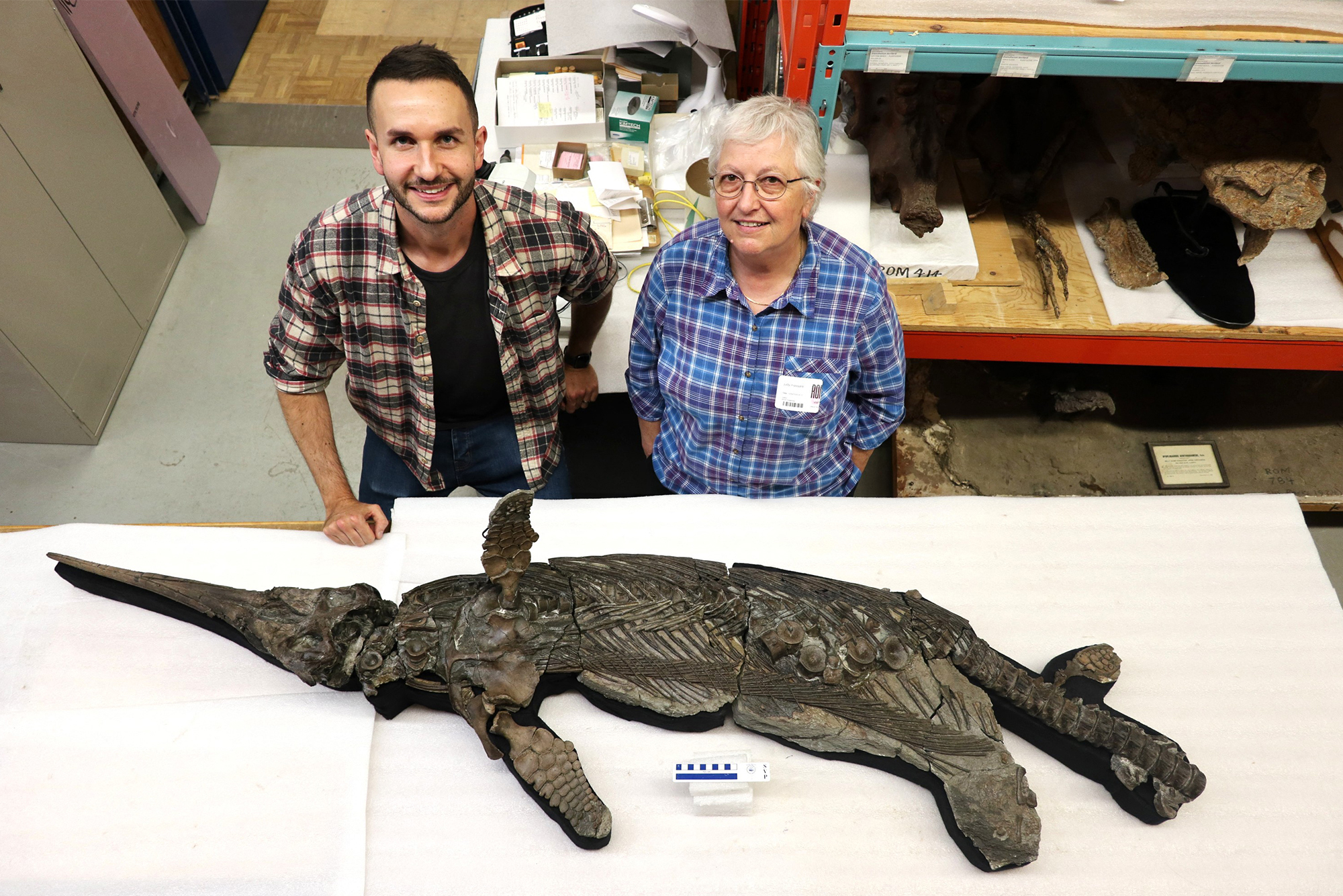 British researchers have identified a new species of prehistoric marine reptile from the ichthyosaur family, dubbed the "Dorset sword dragon".