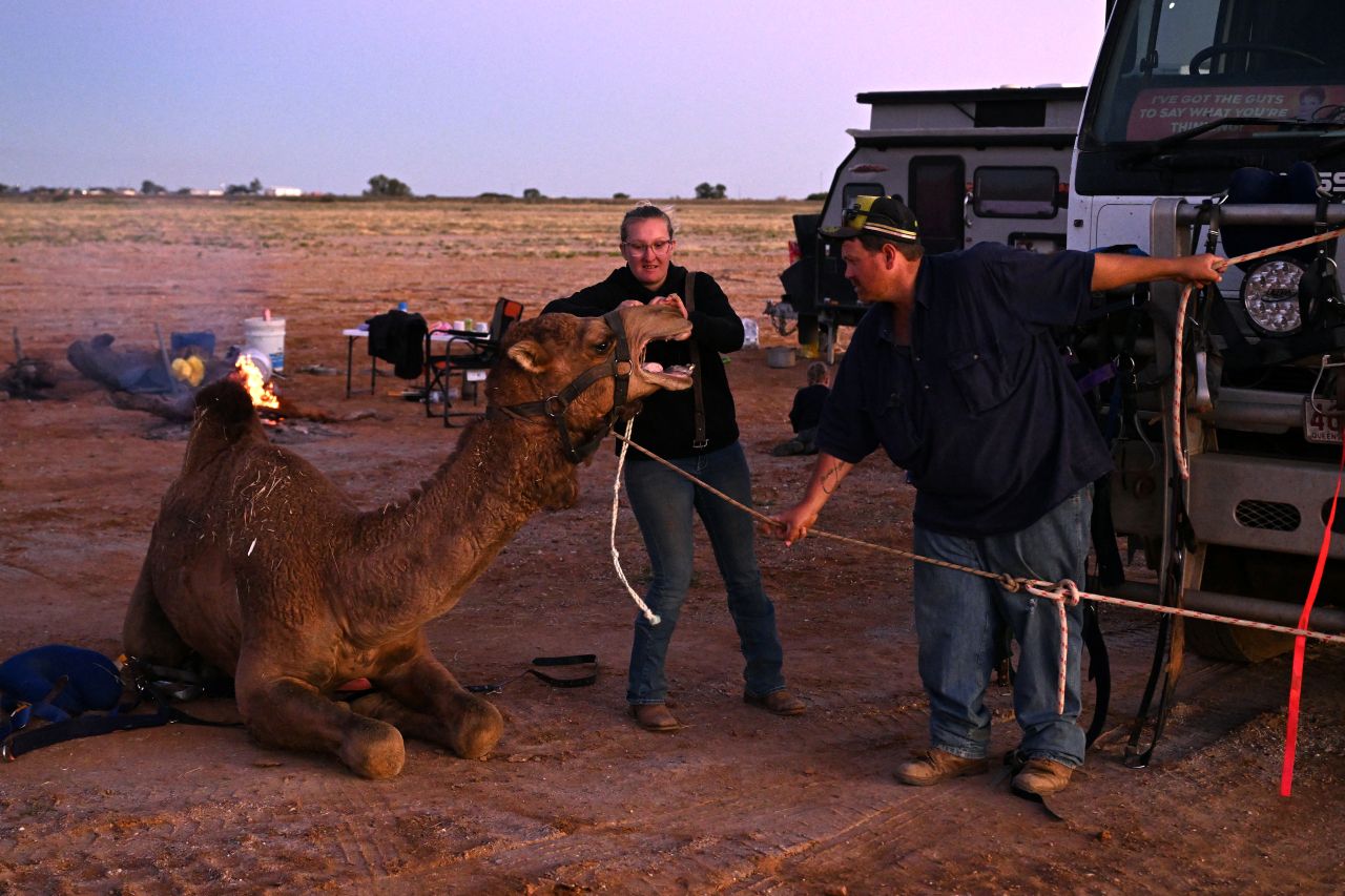 'High-strung' camels race in Australian outback