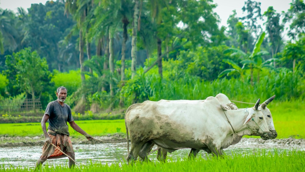 Bangladesh to distribute 0.5M farmer cards in 180 days